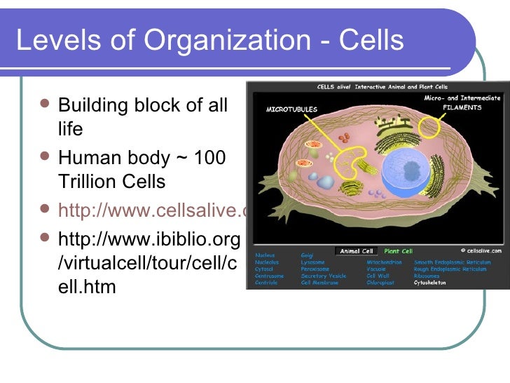 Cells & Levels of Organization