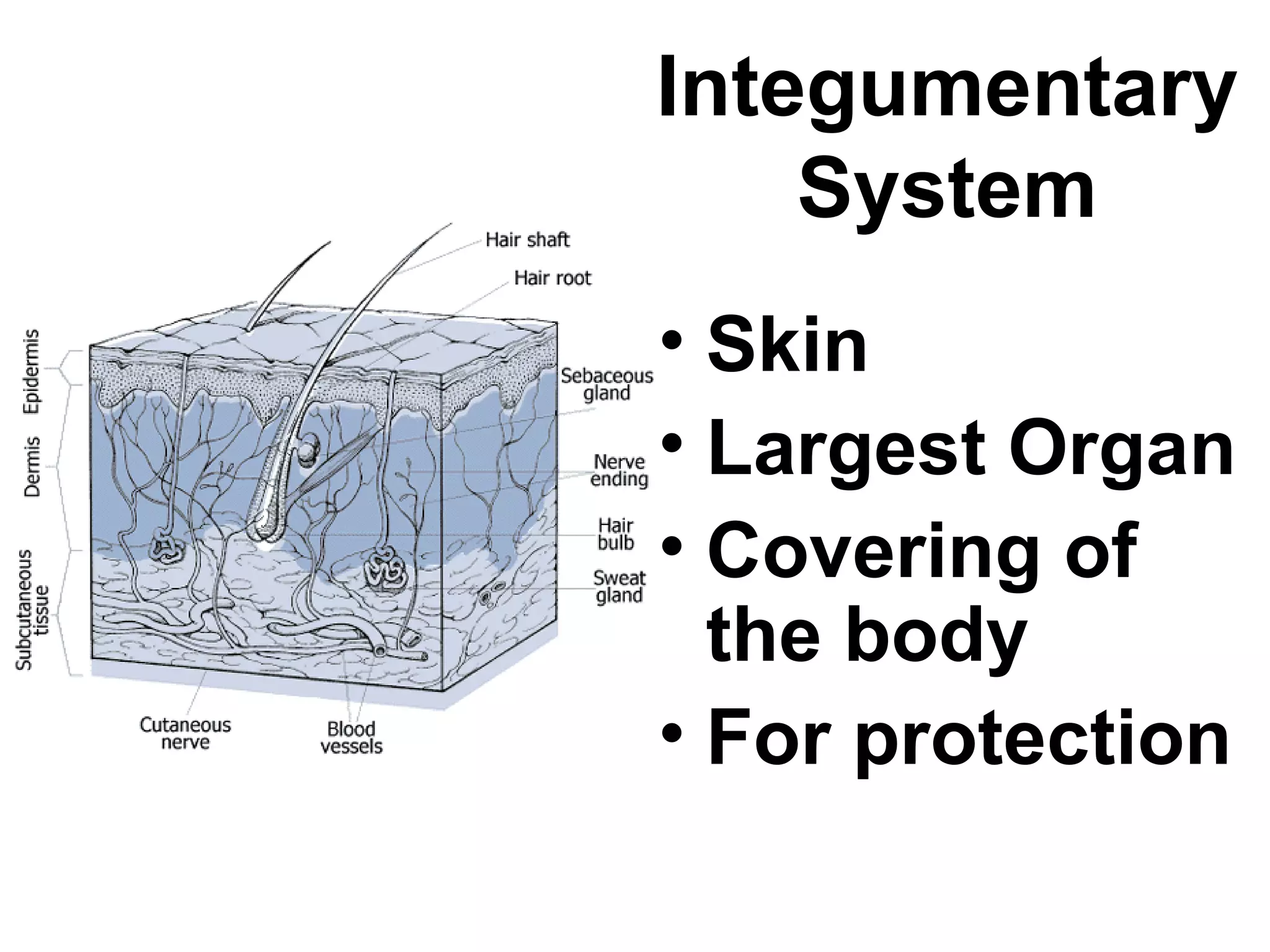 Skeletal System Class Notes