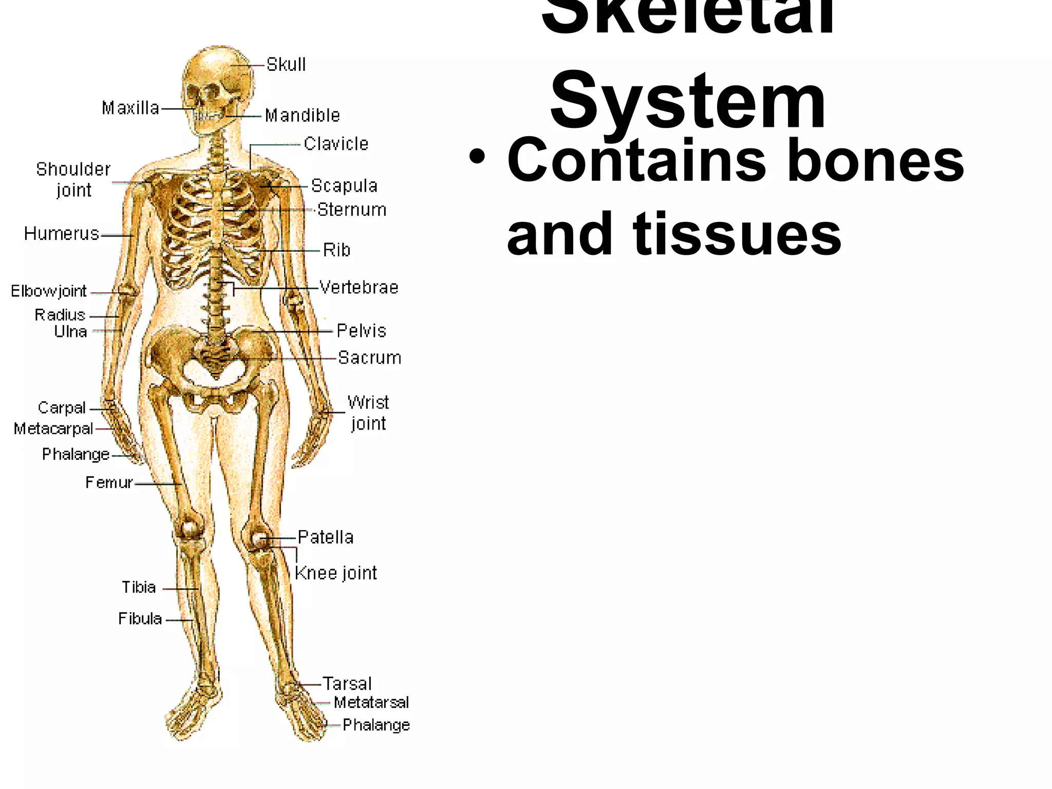 Skeletal System Class Notes