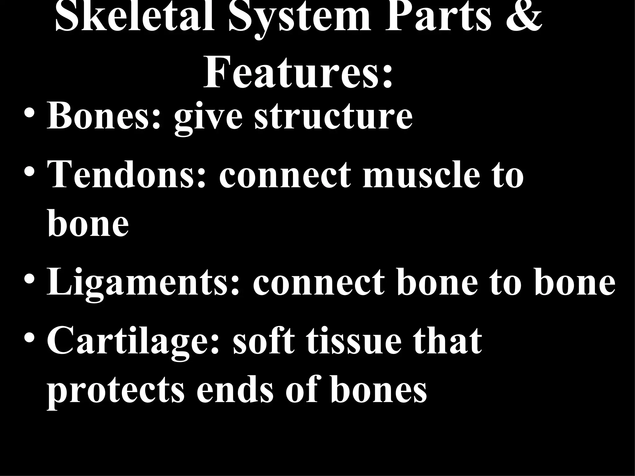 Skeletal System Class Notes