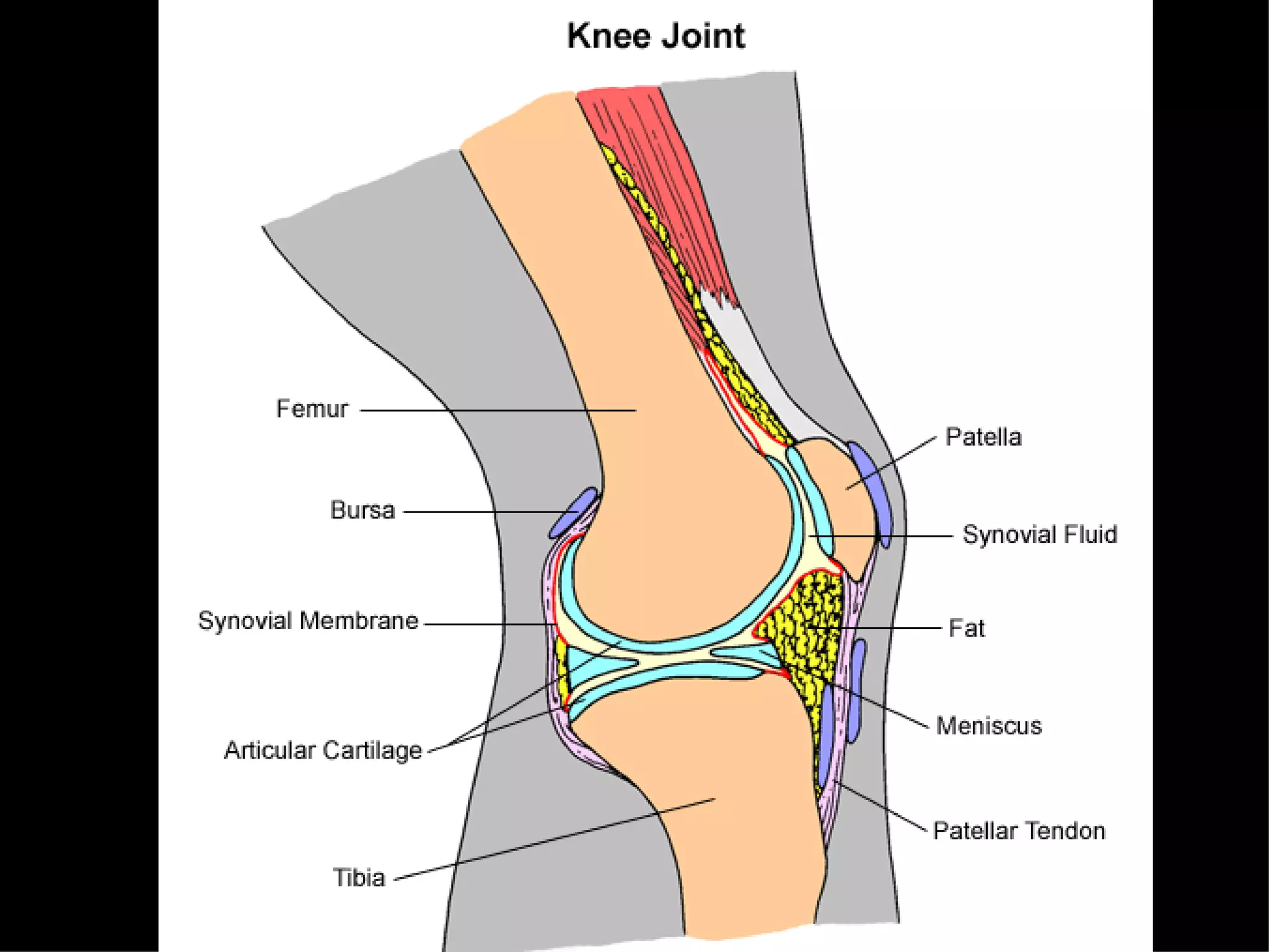 Skeletal System Class Notes