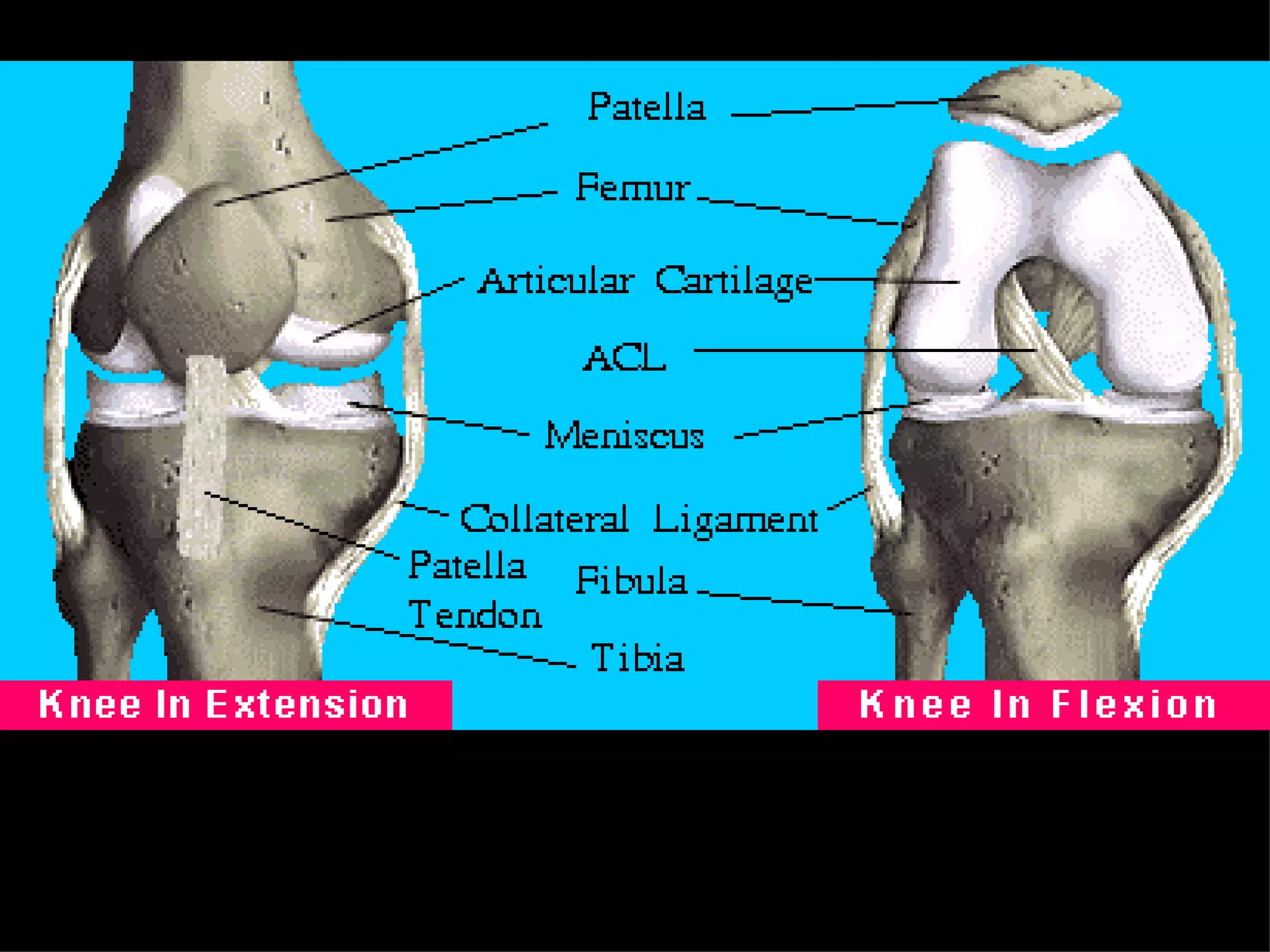 Skeletal System Class Notes