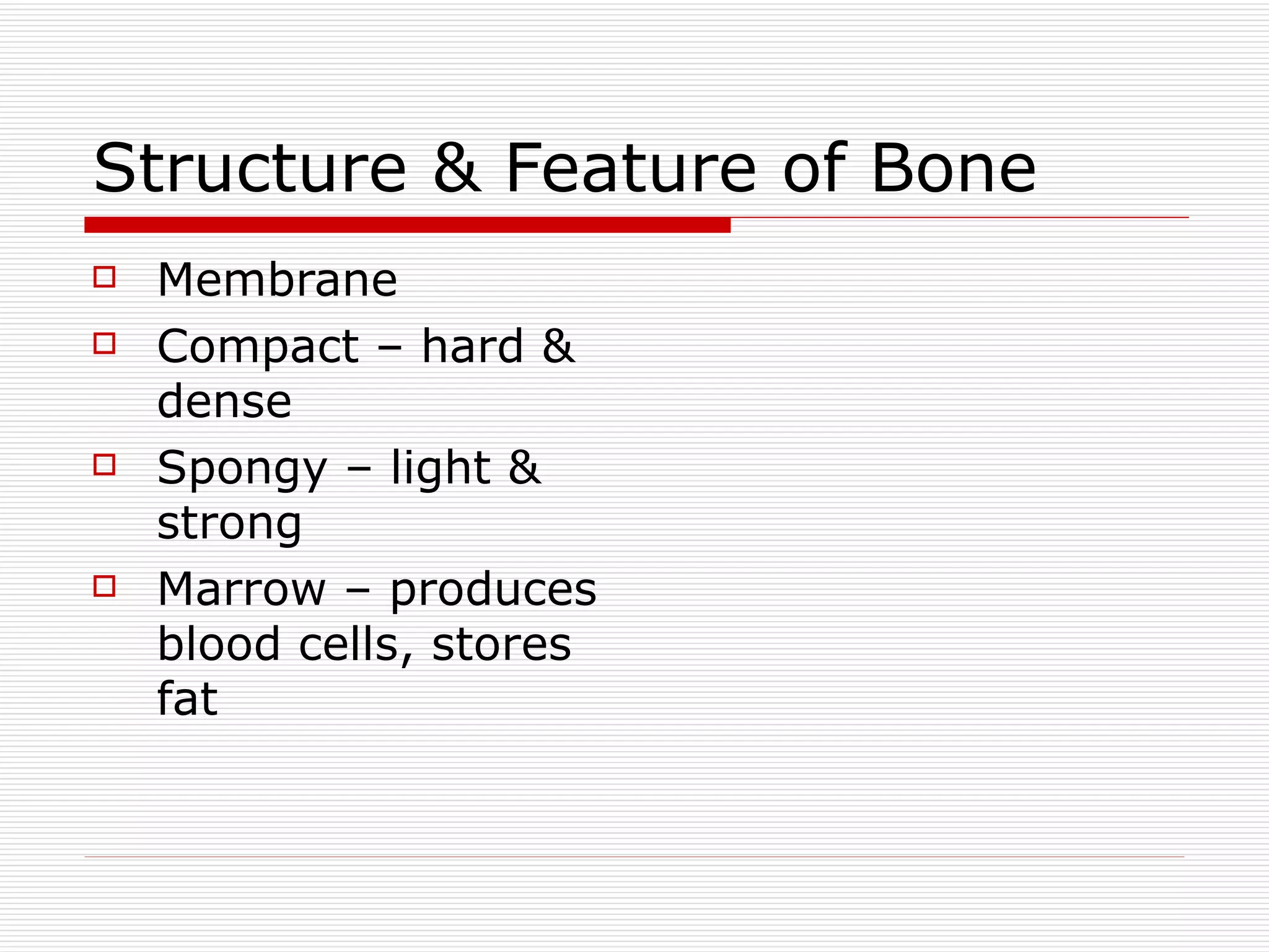 Skeletal System Class Notes