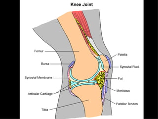 Skeletal System Class Notes