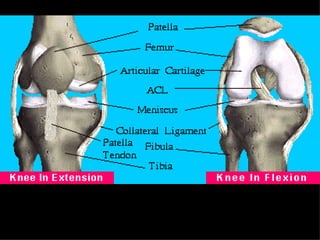 Skeletal System Class Notes
