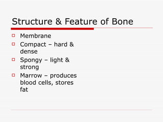 Skeletal System Class Notes