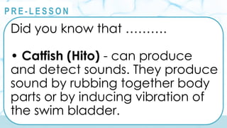 @
@
P R E - L E S S O N
Did you know that ……….
• Catfish (Hito) - can produce
and detect sounds. They produce
sound by rubbing together body
parts or by inducing vibration of
the swim bladder.
 