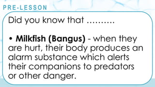 @
@
P R E - L E S S O N
Did you know that ……….
• Milkfish (Bangus) - when they
are hurt, their body produces an
alarm substance which alerts
their companions to predators
or other danger.
 