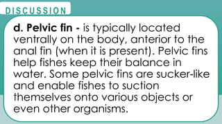 @
@
D I S C U S S I O N
d. Pelvic fin - is typically located
ventrally on the body, anterior to the
anal fin (when it is present). Pelvic fins
help fishes keep their balance in
water. Some pelvic fins are sucker like
‐
and enable fishes to suction
themselves onto various objects or
even other organisms.
 