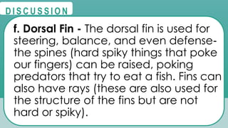 @
@
D I S C U S S I O N
f. Dorsal Fin - The dorsal fin is used for
steering, balance, and even defense‐
the spines (hard spiky things that poke
our fingers) can be raised, poking
predators that try to eat a fish. Fins can
also have rays (these are also used for
the structure of the fins but are not
hard or spiky).
 