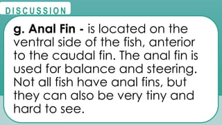 @
@
D I S C U S S I O N
g. Anal Fin - is located on the
ventral side of the fish, anterior
to the caudal fin. The anal fin is
used for balance and steering.
Not all fish have anal fins, but
they can also be very tiny and
hard to see.
 