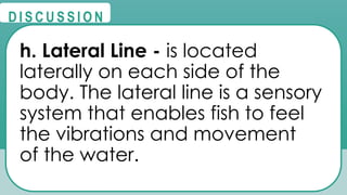 @
@
D I S C U S S I O N
h. Lateral Line - is located
laterally on each side of the
body. The lateral line is a sensory
system that enables fish to feel
the vibrations and movement
of the water.
 