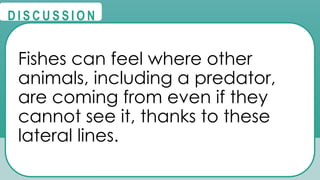 @
@
D I S C U S S I O N
Fishes can feel where other
animals, including a predator,
are coming from even if they
cannot see it, thanks to these
lateral lines.
 