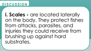 @
@
D I S C U S S I O N
i. Scales - are located laterally
on the body. They protect fishes
from attacks, parasites, and
injuries they could receive from
brushing up against hard
substrates.
 