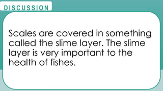 @
@
D I S C U S S I O N
Scales are covered in something
called the slime layer. The slime
layer is very important to the
health of fishes.
 