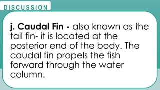 @
@
D I S C U S S I O N
j. Caudal Fin - also known as the
tail fin it is located at the
‐
posterior end of the body. The
caudal fin propels the fish
forward through the water
column.
 