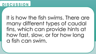 @
@
D I S C U S S I O N
It is how the fish swims. There are
many different types of caudal
fins, which can provide hints at
how fast, slow, or for how long
a fish can swim.
 