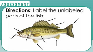 @
@
A S S E S S M E N T
Directions: Label the unlabeled
parts of the fish.
 