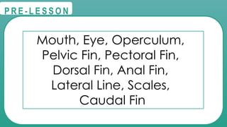 @
@
P R E - L E S S O N
Mouth, Eye, Operculum,
Pelvic Fin, Pectoral Fin,
Dorsal Fin, Anal Fin,
Lateral Line, Scales,
Caudal Fin
 