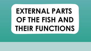EXTERNAL PARTS
OF THE FISH AND
THEIR FUNCTIONS
 