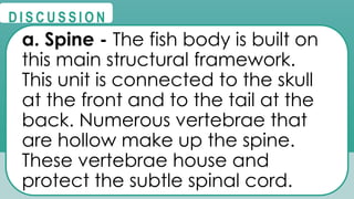 @
@
D I S C U S S I O N
a. Spine - The fish body is built on
this main structural framework.
This unit is connected to the skull
at the front and to the tail at the
back. Numerous vertebrae that
are hollow make up the spine.
These vertebrae house and
protect the subtle spinal cord.
 