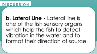 @
@
D I S C U S S I O N
b. Lateral Line - Lateral line is
one of the fish sensory organs
which help the fish to detect
vibration in the water and to
format their direction of source.
 