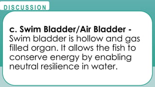 @
@
D I S C U S S I O N
c. Swim Bladder/Air Bladder -
Swim bladder is hollow and gas
filled organ. It allows the fish to
conserve energy by enabling
neutral resilience in water.
 