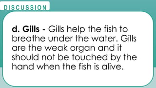 @
@
D I S C U S S I O N
d. Gills - Gills help the fish to
breathe under the water. Gills
are the weak organ and it
should not be touched by the
hand when the fish is alive.
 