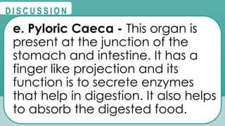 @
@
D I S C U S S I O N
e. Pyloric Caeca - This organ is
present at the junction of the
stomach and intestine. It has a
finger like projection and its
function is to secrete enzymes
that help in digestion. It also helps
to absorb the digested food.
 