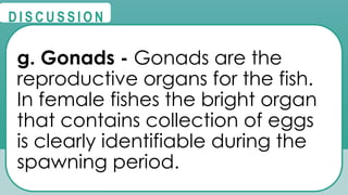 @
@
D I S C U S S I O N
g. Gonads - Gonads are the
reproductive organs for the fish.
In female fishes the bright organ
that contains collection of eggs
is clearly identifiable during the
spawning period.
 