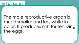 @
@
D I S C U S S I O N
The male reproductive organ is
much smaller and less white in
color. It produces milt for fertilizing
the eggs.
 