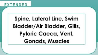@
@
E X T E N D E D
Spine, Lateral Line, Swim
Bladder/Air Bladder, Gills,
Pyloric Caeca, Vent,
Gonads, Muscles
 
