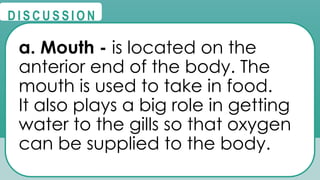 @
@
D I S C U S S I O N
a. Mouth - is located on the
anterior end of the body. The
mouth is used to take in food.
It also plays a big role in getting
water to the gills so that oxygen
can be supplied to the body.
 
