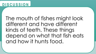@
@
D I S C U S S I O N
The mouth of fishes might look
different and have different
kinds of teeth. These things
depend on what that fish eats
and how it hunts food.
 