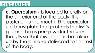 @
@
D I S C U S S I O N
c. Operculum - is located laterally on
the anterior end of the body. It is
posterior to the mouth. The operculum
is a bony plate that protects the fish’s
gills and helps pump water through
the gills so that oxygen can be taken
up by the gills and delivered to the rest
of the body.
 
