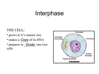 Interphase
THE CELL:
• grows to it’s mature size
• makes a _____ of its DNA
• prepares to _______ into two
cells
Copy
Divide
 
