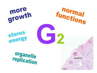 G2
 