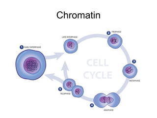 Chromatin
 