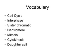 Vocabulary
• Cell Cycle
• Interphase
• Sister chromatid
• Centromere
• Mitosis
• Cytokinesis
• Daughter cell
 