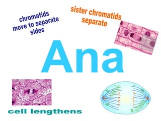 Ana
 
