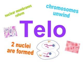 Telo
 