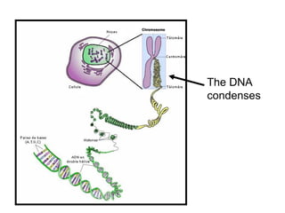 The DNA
condenses
 
