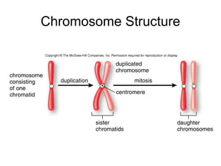 Chromosome Structure
 