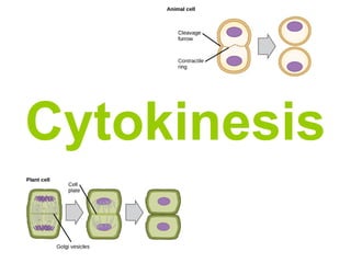Cytokinesis
 