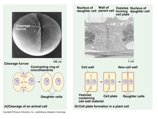 G7 cell cycle