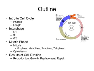 Outline
• Intro to Cell Cycle
– Phases
– Length
• Interphase
– G1
– S
– G2
• Mitotic Phase
– Mitosis
• Prophase, Metaphase, Anaphase, Telophase
– Cytokinesis
• Results of Cell Division
– Reproduction, Growth, Replacement, Repair
 
