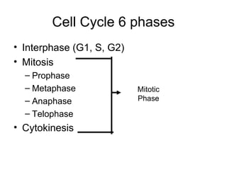 Cell Cycle 6 phases
• Interphase (G1, S, G2)
• Mitosis
– Prophase
– Metaphase
– Anaphase
– Telophase
• Cytokinesis
Mitotic
Phase
 