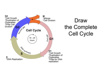 Draw
the Complete
Cell Cycle
 