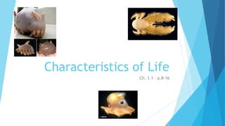 Characteristics of Life
Ch. 1.1 – p.8-16
 
