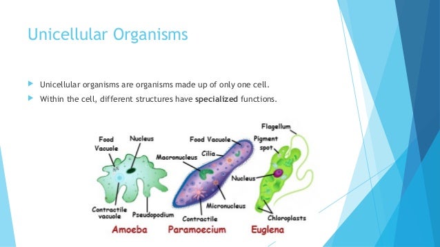 G7 Ch1 1 Characteristics Of Life